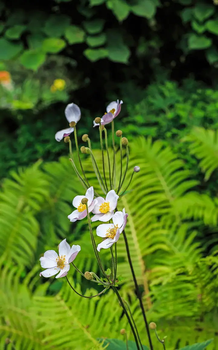 Naturalistic garden planting with flowering perennials and ferns.